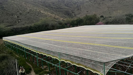 HDPE UV Treated Insect Proof Agricultural Netting ให้ความทนทานต่อน้ําตา